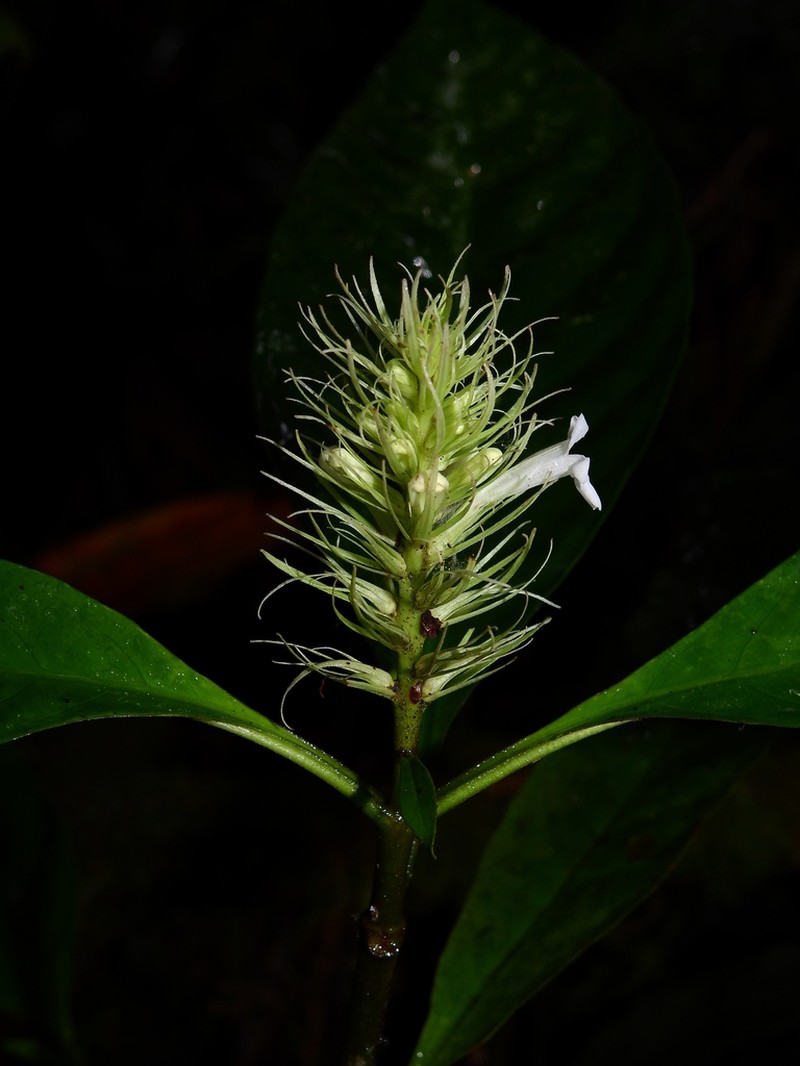Staurogyne guianensis photo 8