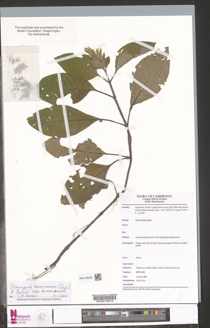 Staurogyne kamerunensis subsp. kamerunensis