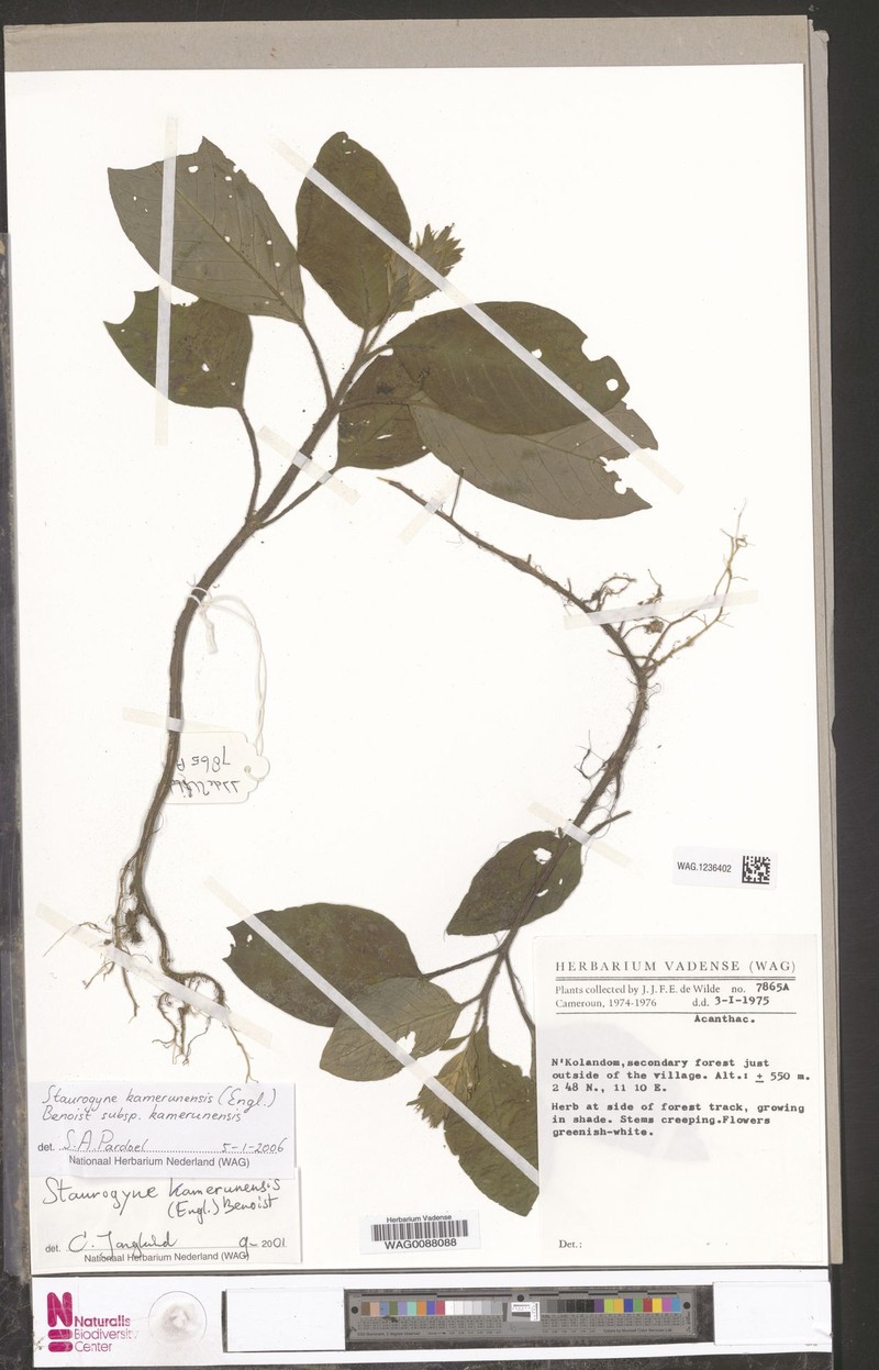 Staurogyne kamerunensis subsp. kamerunensis photo 2