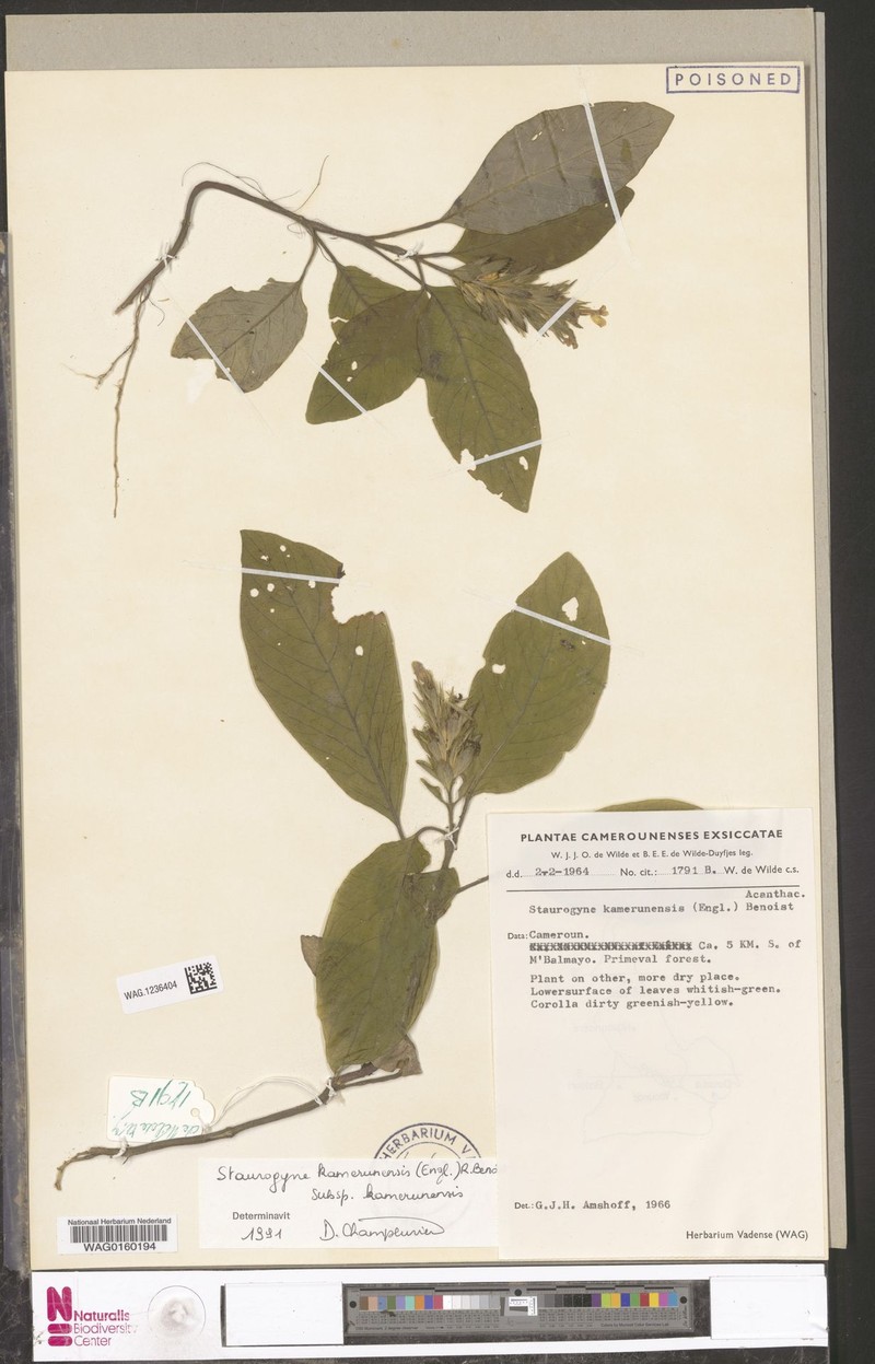 Staurogyne kamerunensis subsp. kamerunensis photo 3