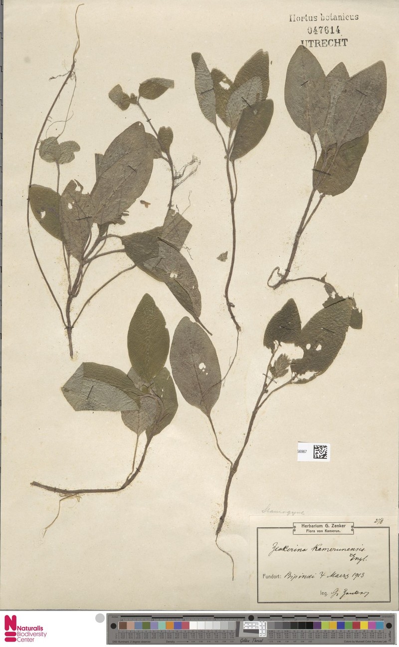 Staurogyne kamerunensis subsp. kamerunensis photo 4