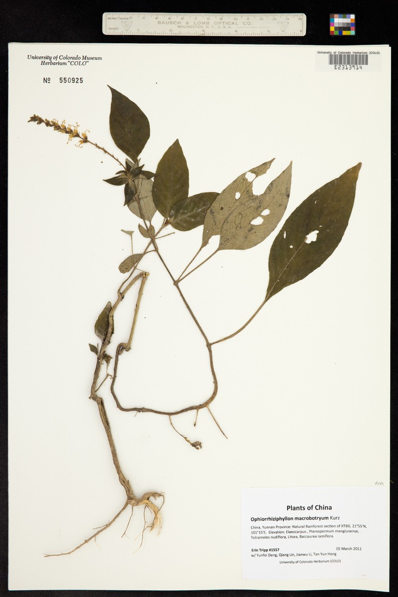 Staurogyne macrobotrya photo 2