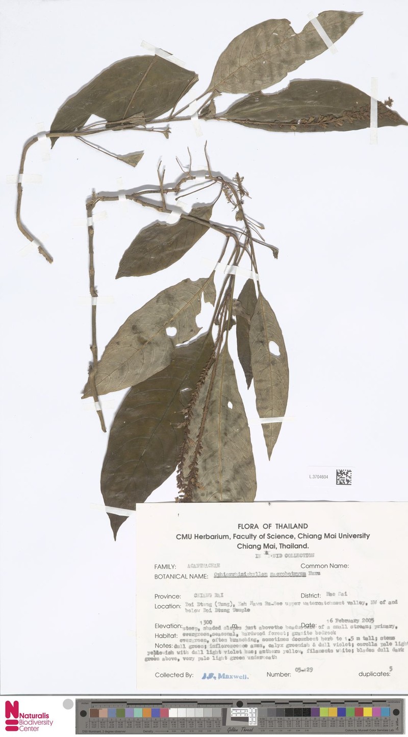 Staurogyne macrobotrya photo 3