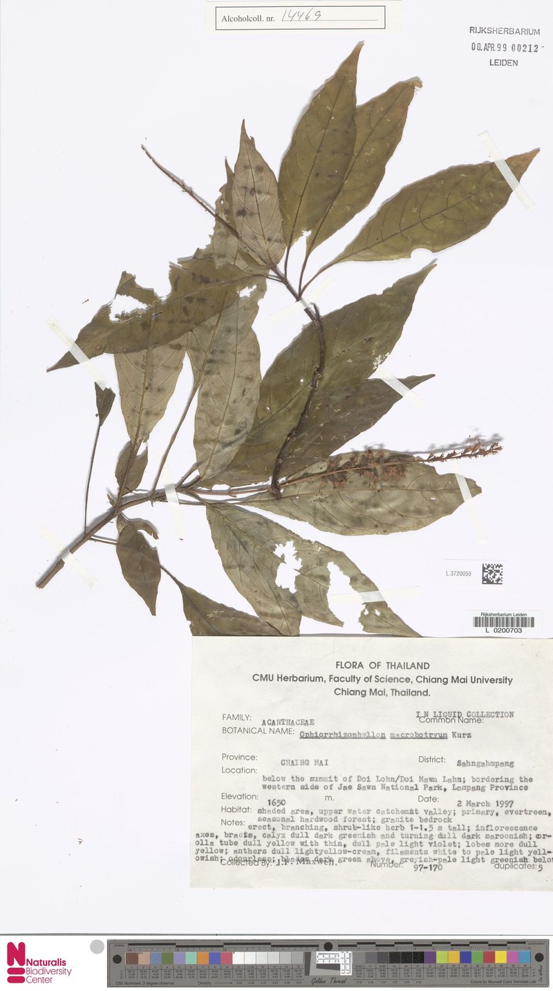 Staurogyne macrobotrya photo 4