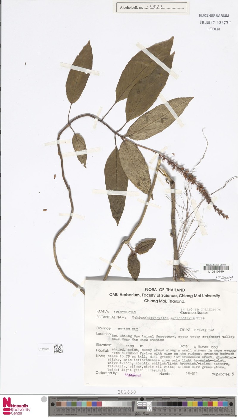 Staurogyne macrobotrya photo 5