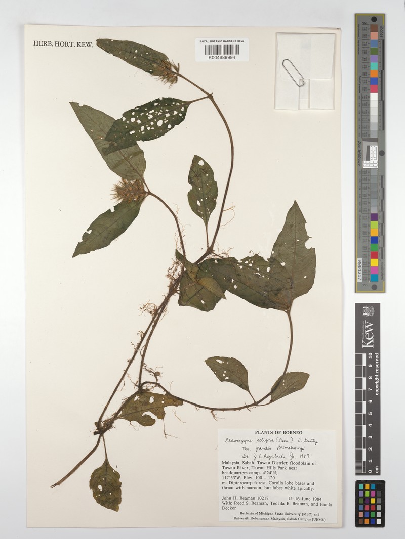 Staurogyne setigera var. grandis