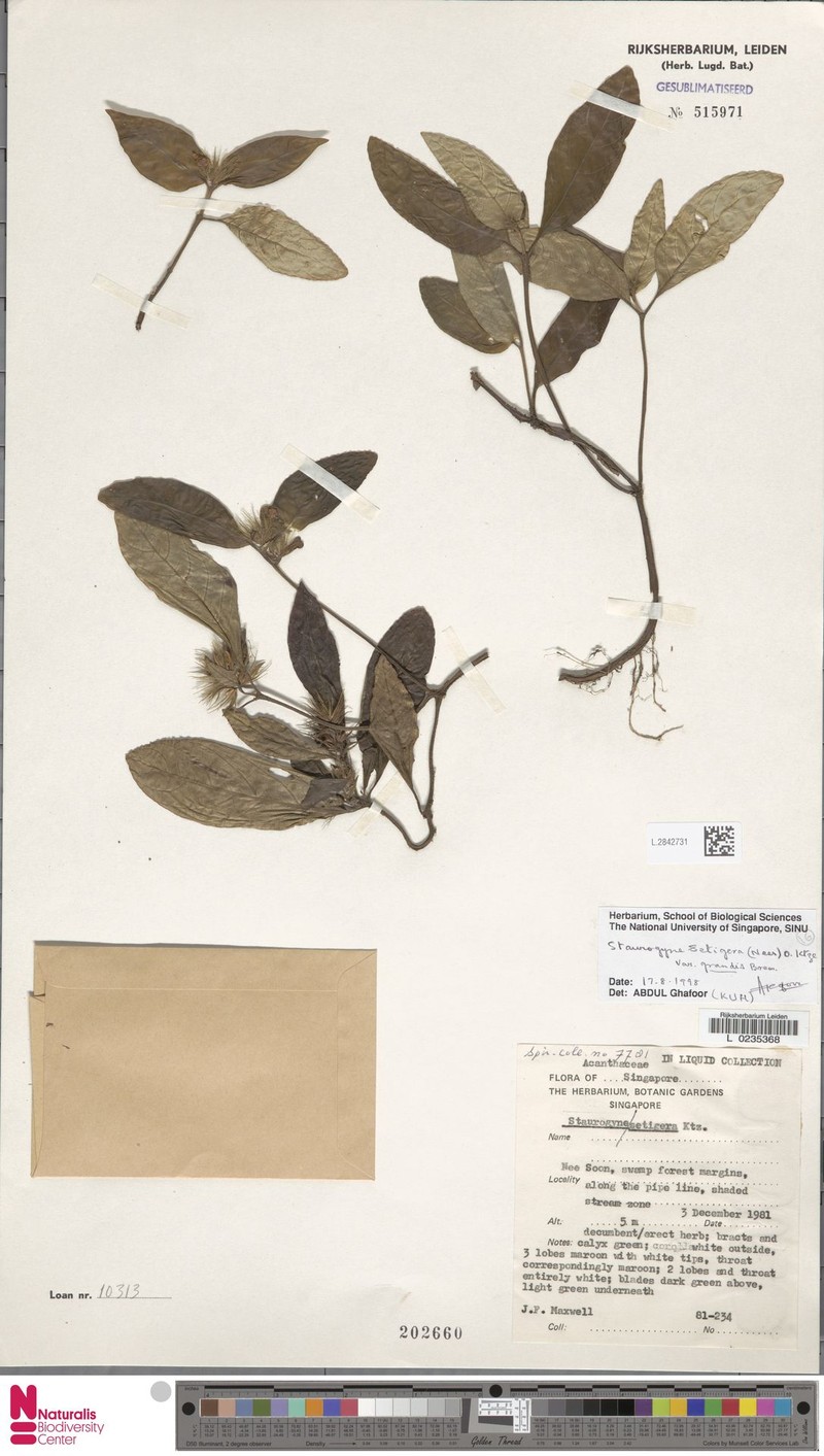 Staurogyne setigera var. grandis photo 2