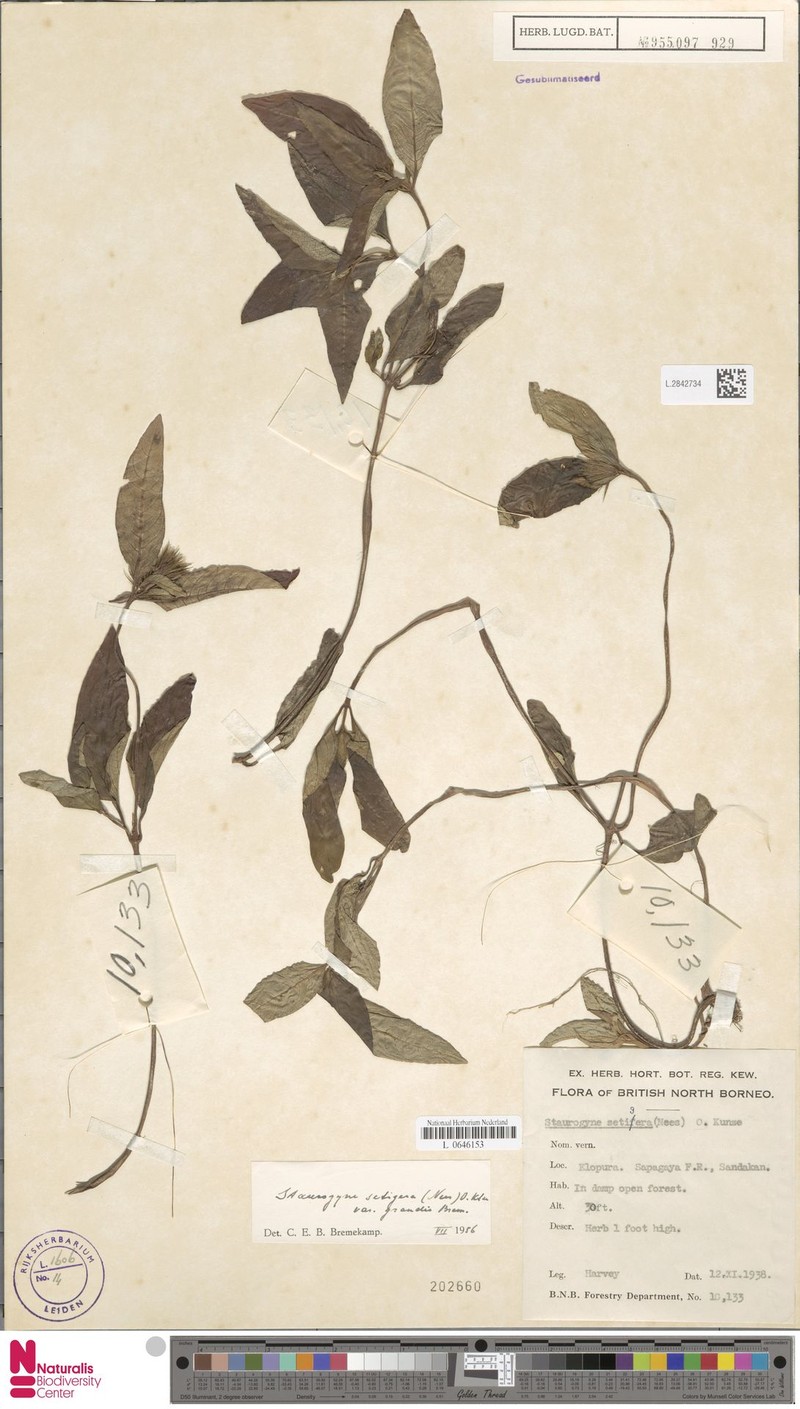 Staurogyne setigera var. grandis photo 3