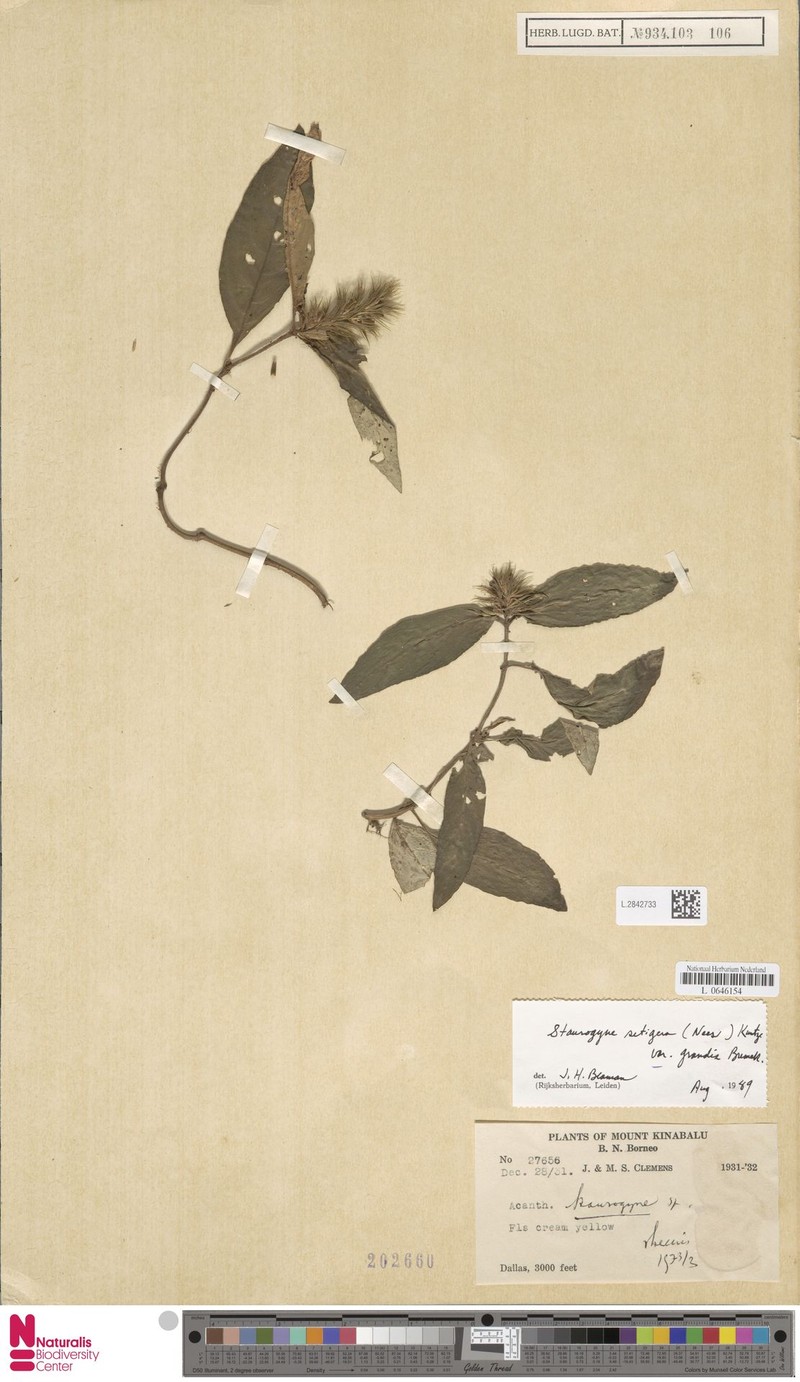 Staurogyne setigera var. grandis photo 4
