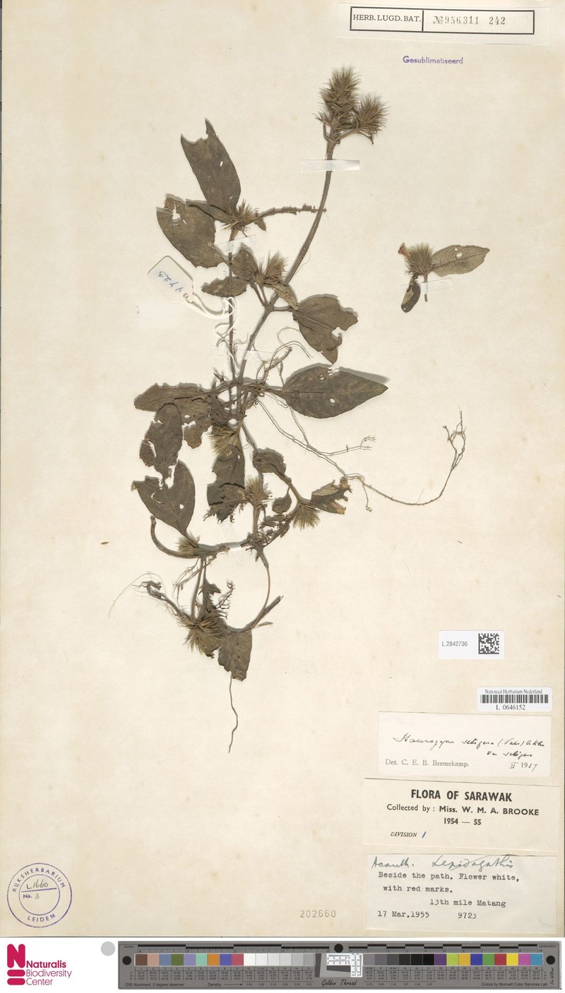Staurogyne setigera var. setigera