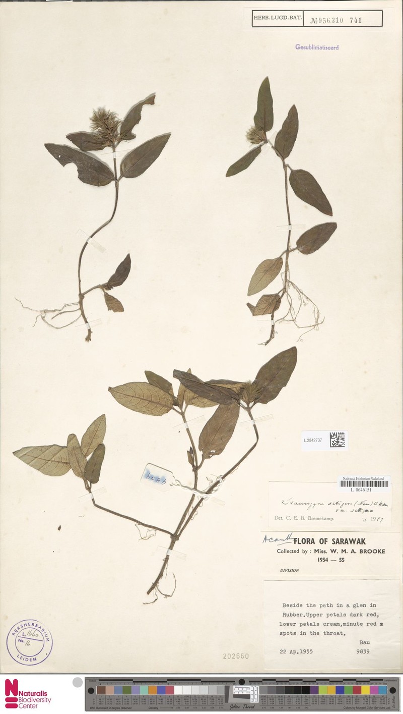 Staurogyne setigera var. setigera photo 2