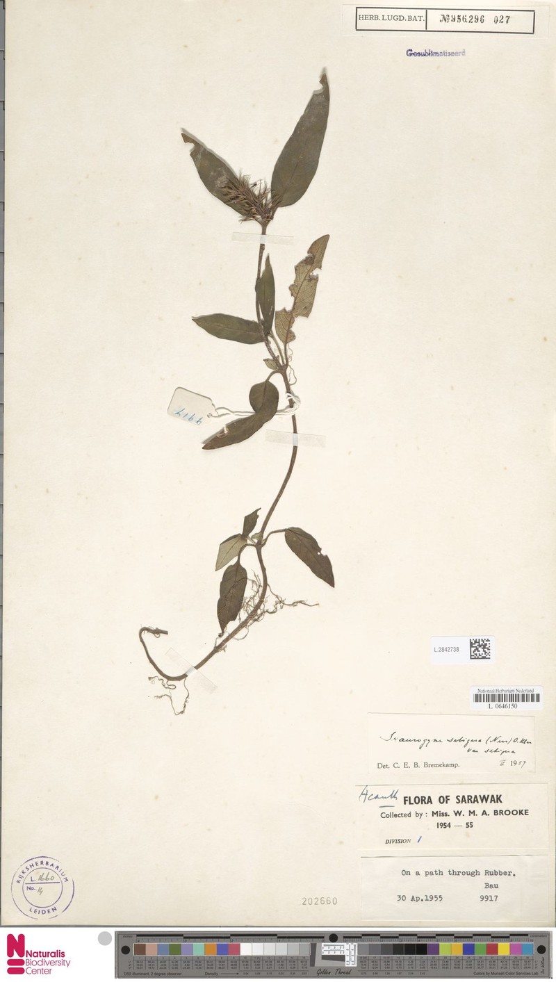 Staurogyne setigera var. setigera photo 3