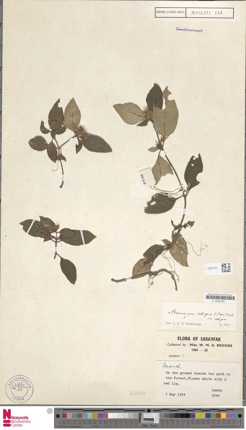 Staurogyne setigera var. setigera photo 4