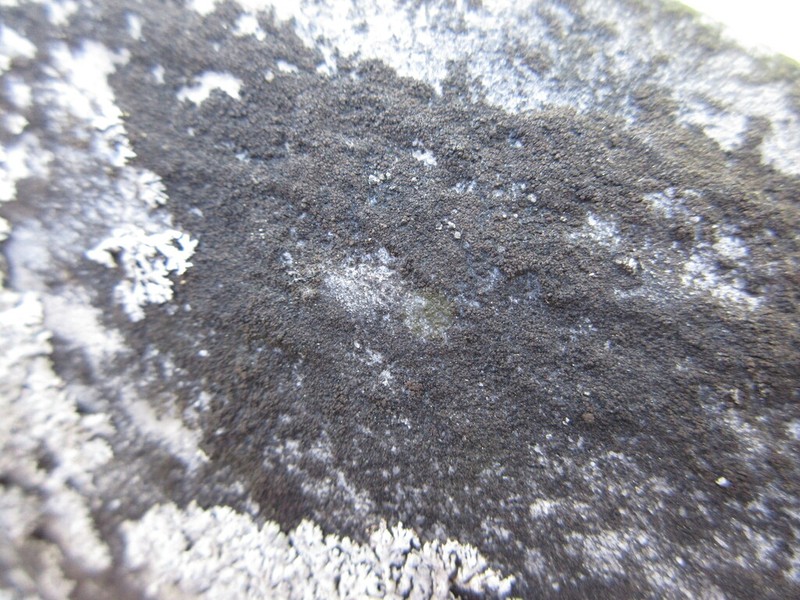 Staurothele areolata photo 2