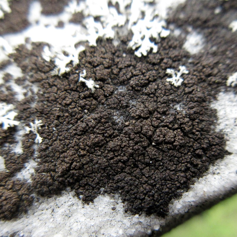 Staurothele areolata photo 3