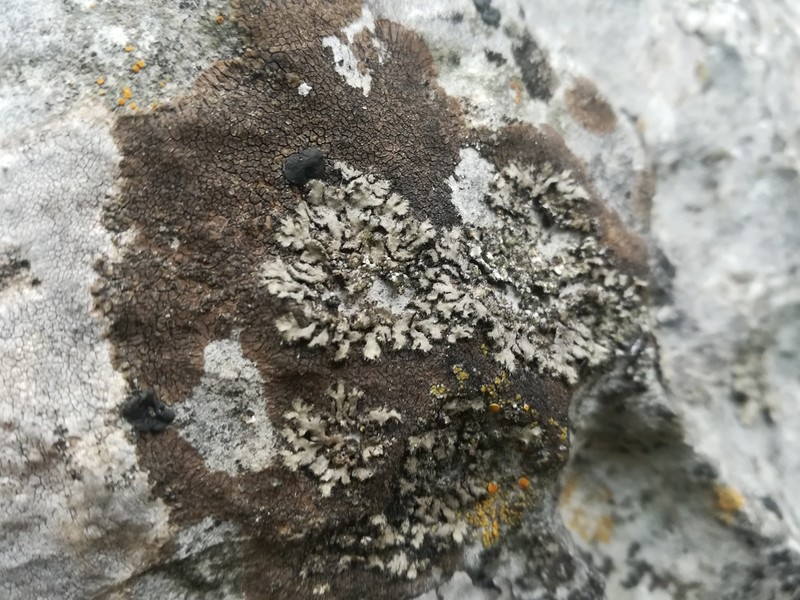 Staurothele areolata photo 4