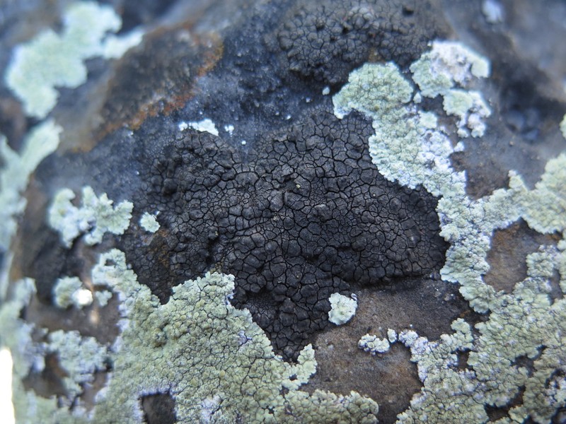 Staurothele areolata photo 5