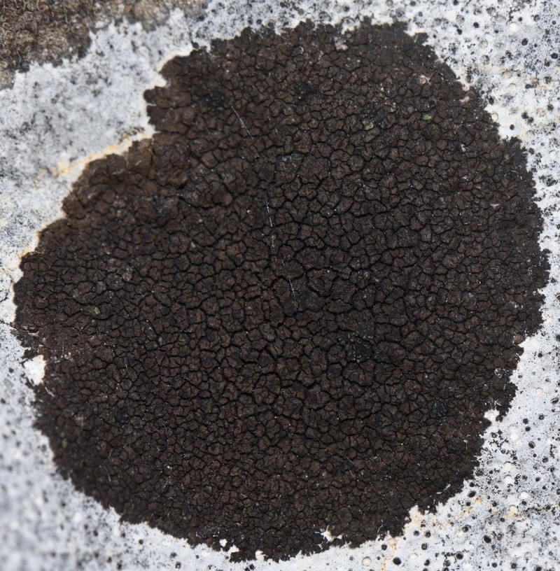 Staurothele areolata photo 6
