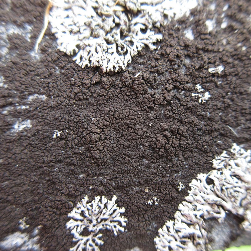 Staurothele areolata photo 7