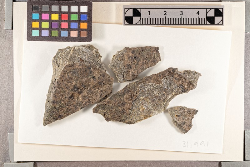 Wart Lichen