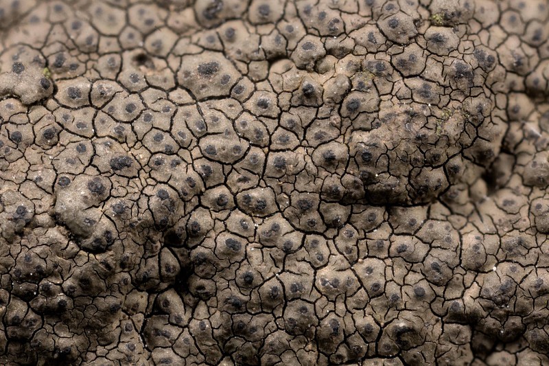 Wart Lichen