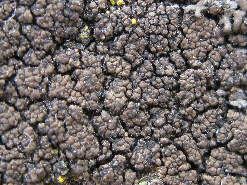 Drummond's Wart Lichen photo 2