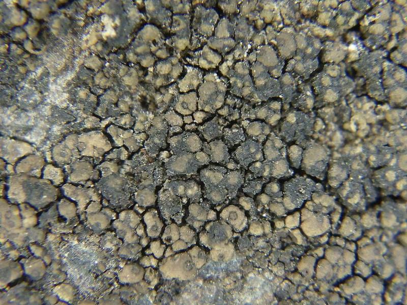 Drummond's Wart Lichen photo 3