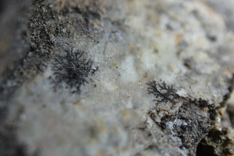 Drummond's Wart Lichen photo 4