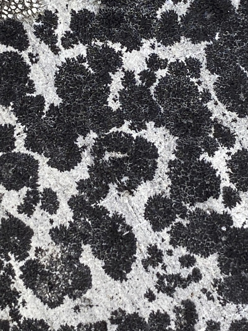 Drummond's Wart Lichen photo 5