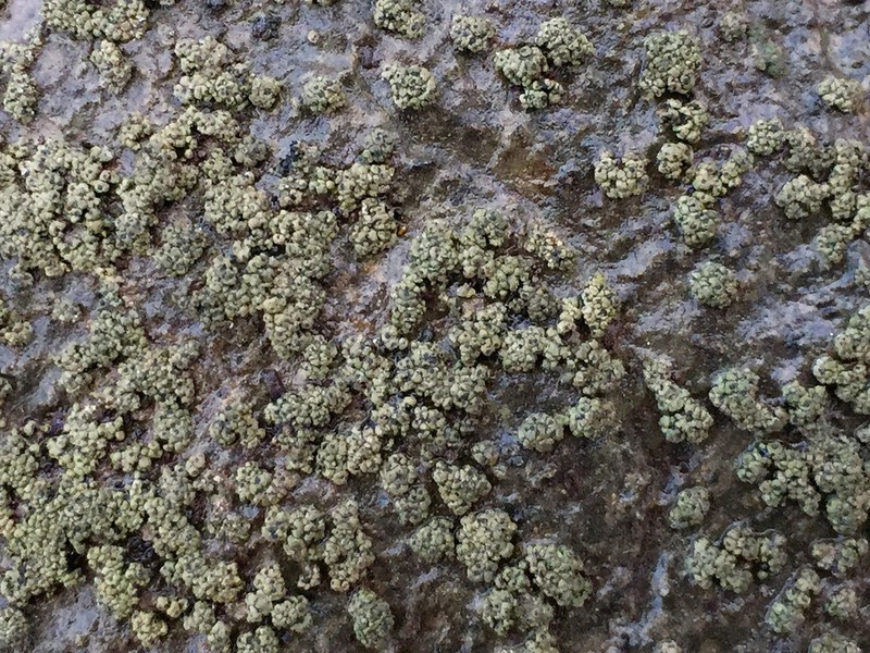 Drummond's Wart Lichen photo 6