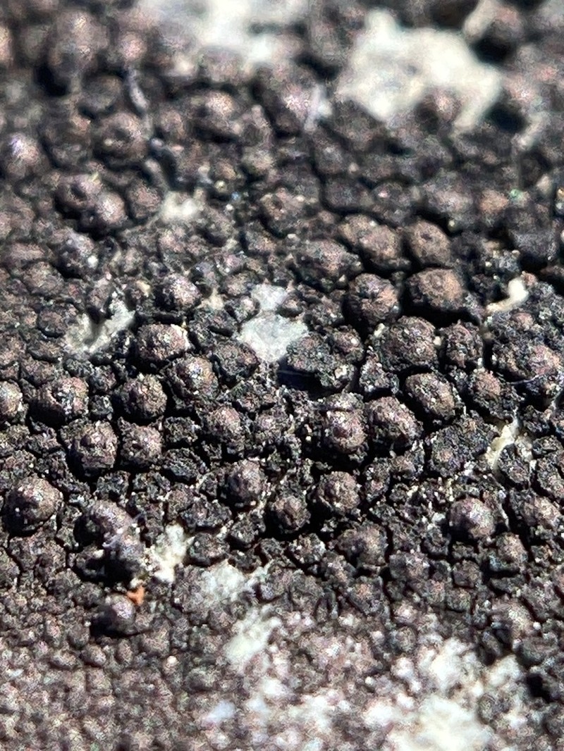 Drummond's Wart Lichen photo 7