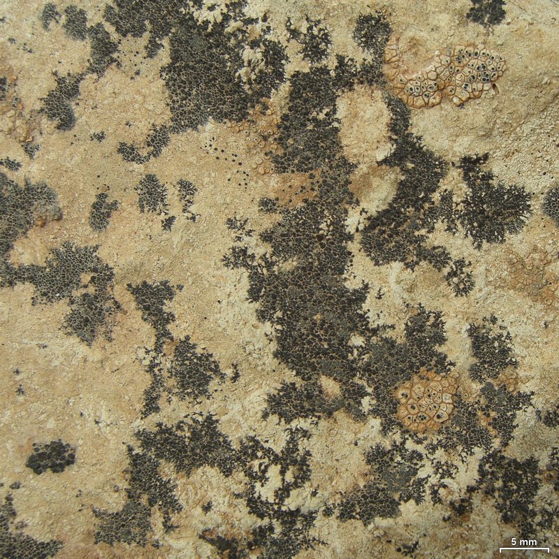 Drummond's Wart Lichen