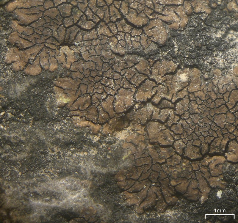 Staurothele effigurata photo 2