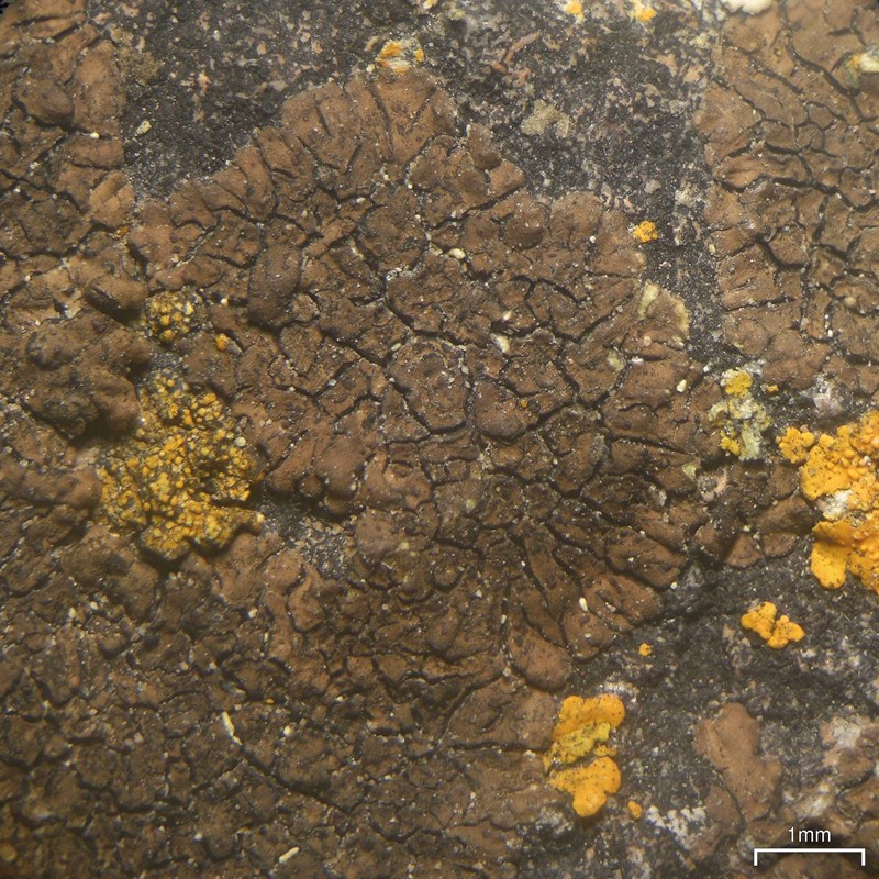 Staurothele effigurata photo 3