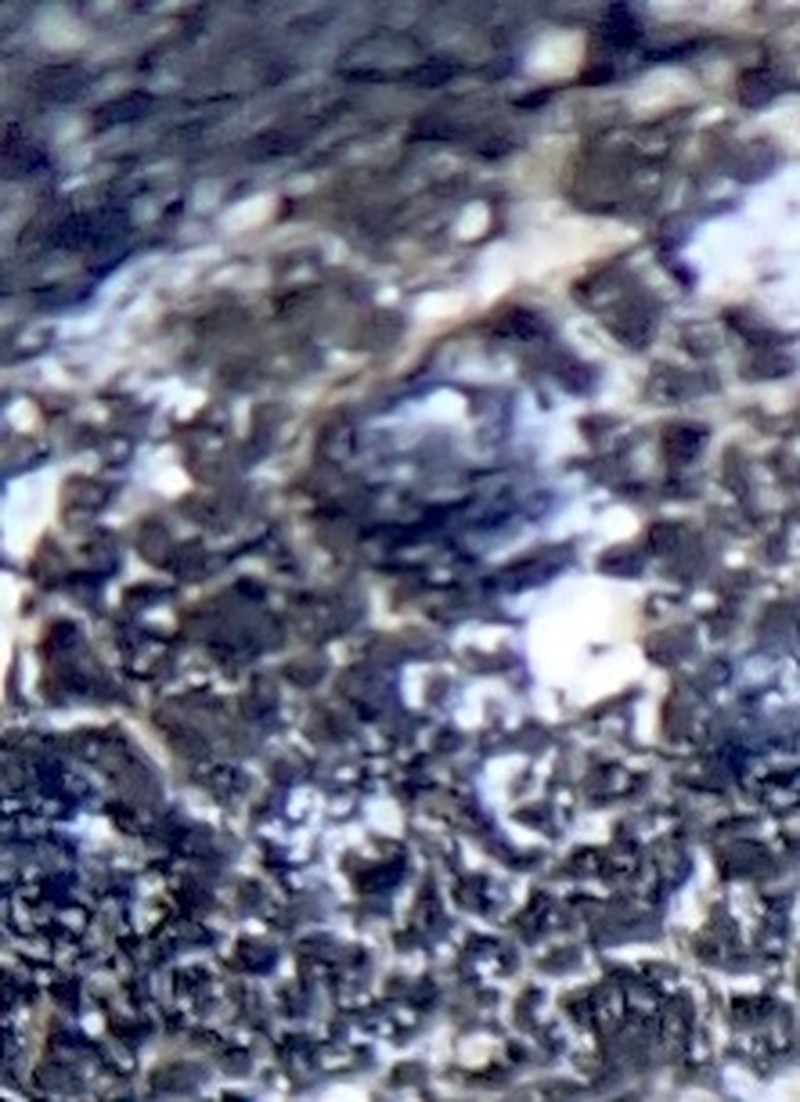 Staurothele elenkinii photo 2