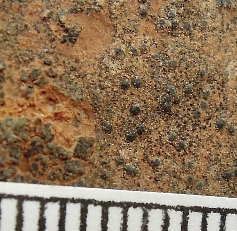 Staurothele elenkinii photo 3