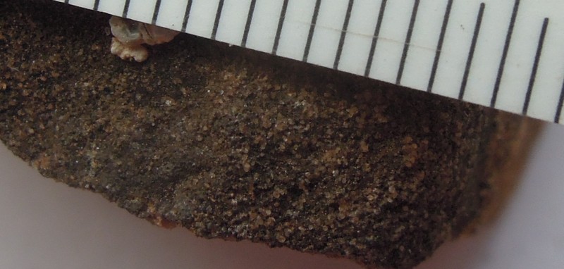Staurothele elenkinii photo 4