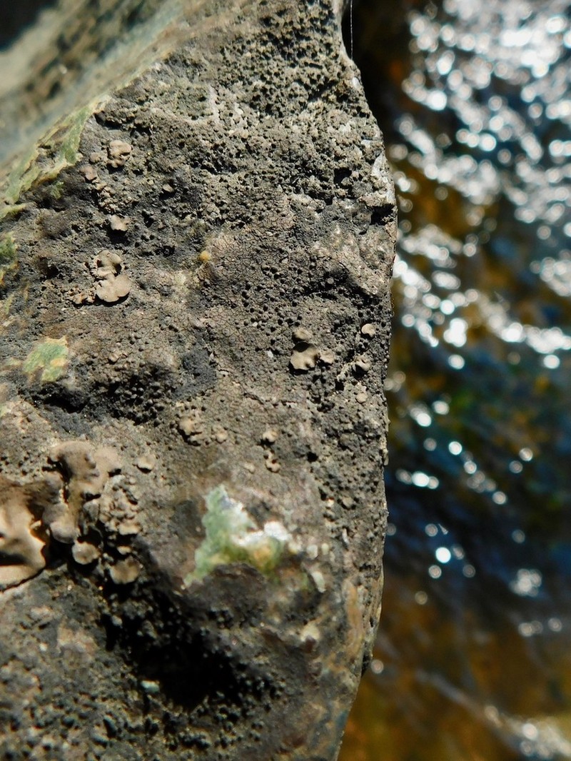 Wart Lichen photo 2