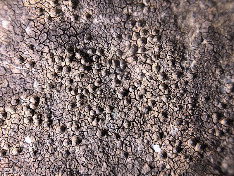 Wart Lichen photo 3