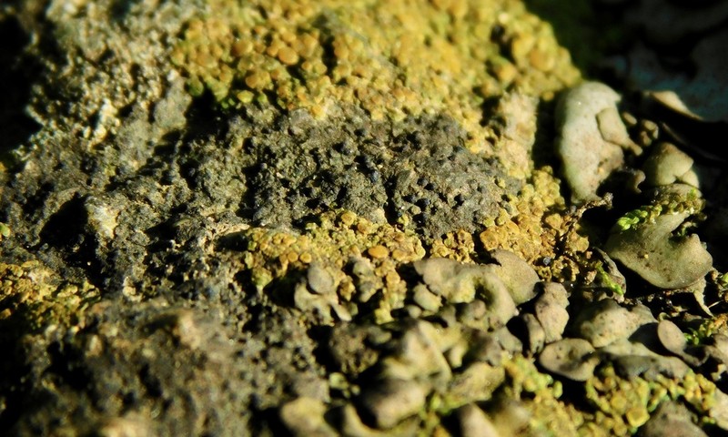 Wart Lichen photo 4