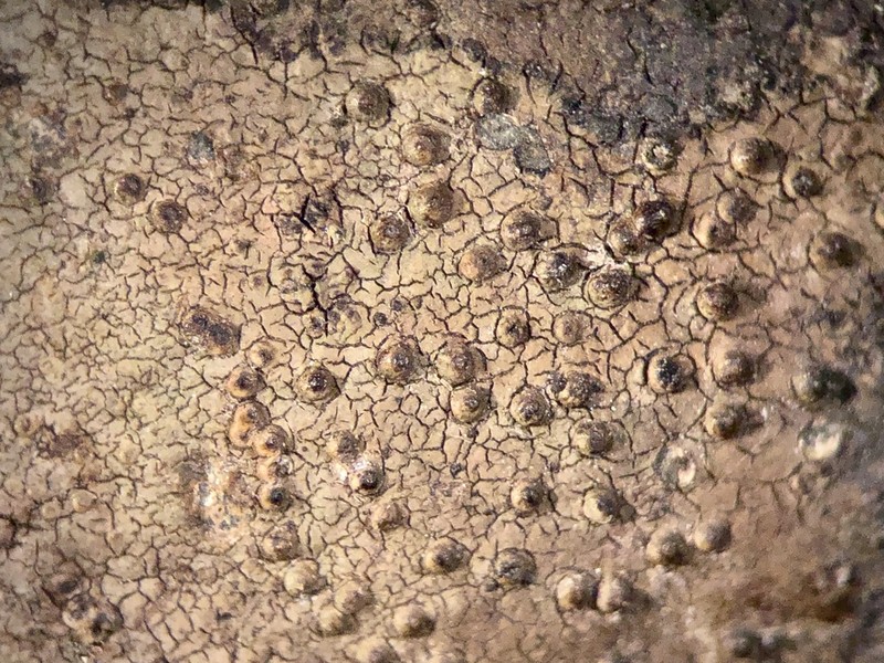 Wart Lichen photo 5