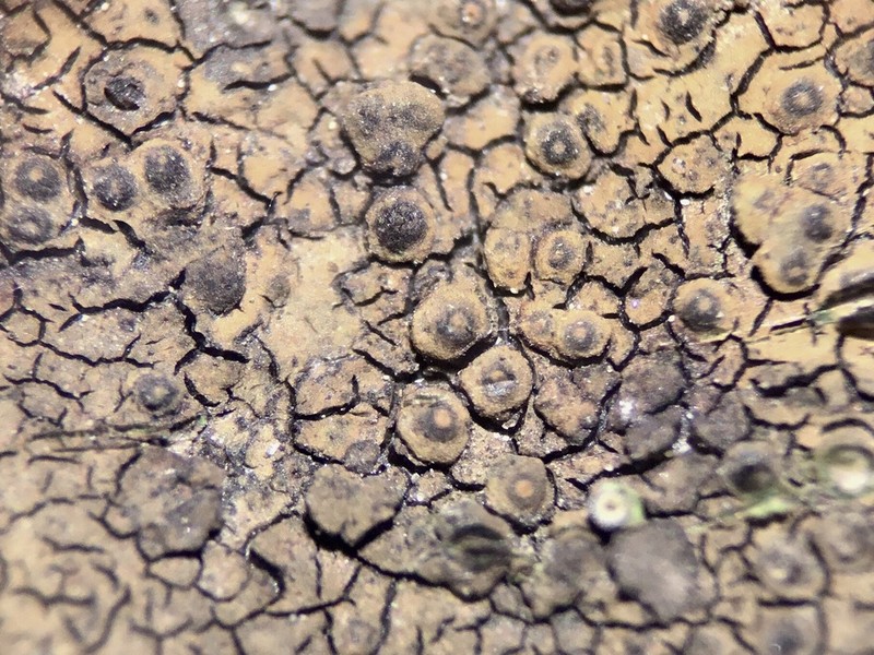 Wart Lichen photo 6