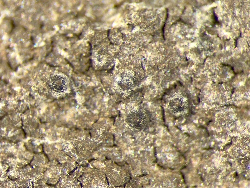 Wart Lichen photo 7