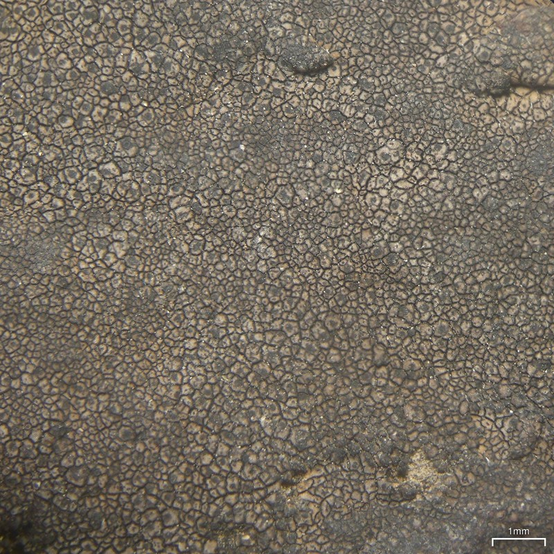 Wart Lichen photo 3