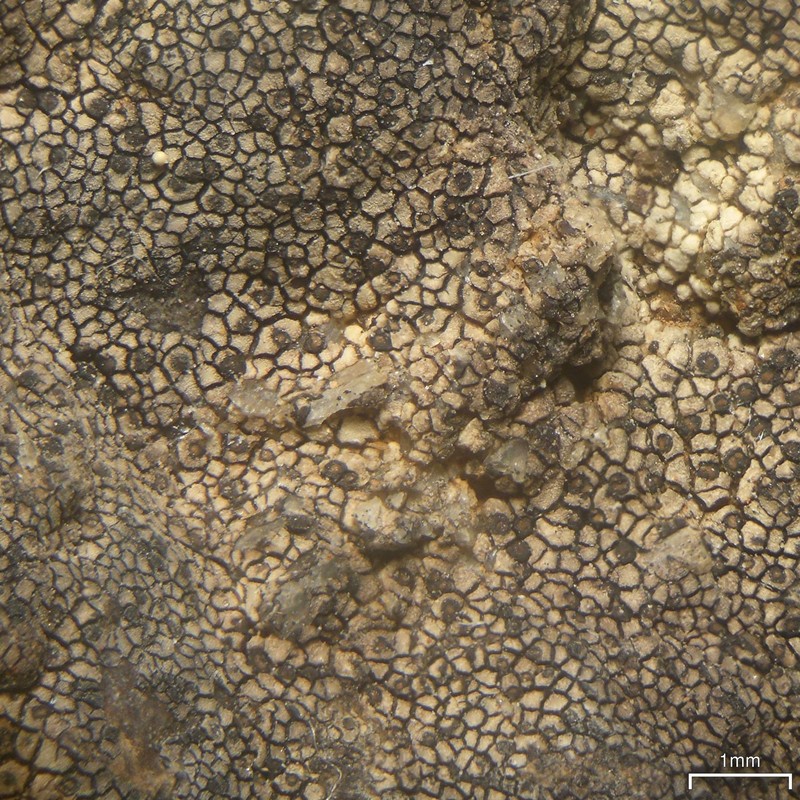Wart Lichen photo 4