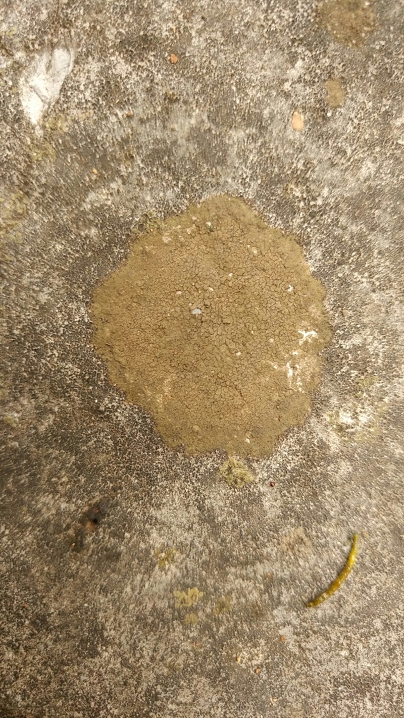 Staurothele monicae