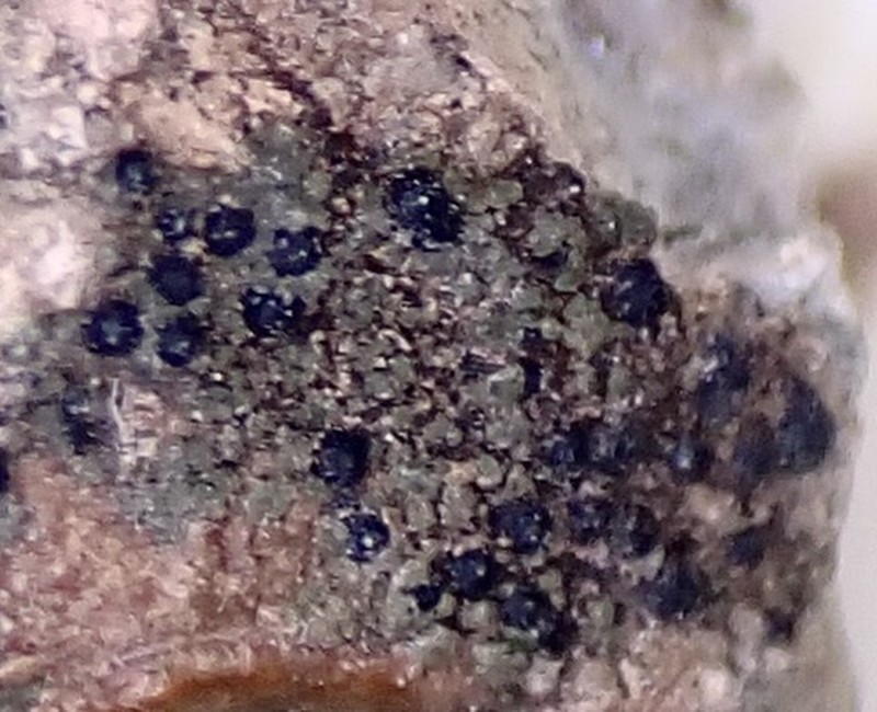 Staurothele monicae photo 3