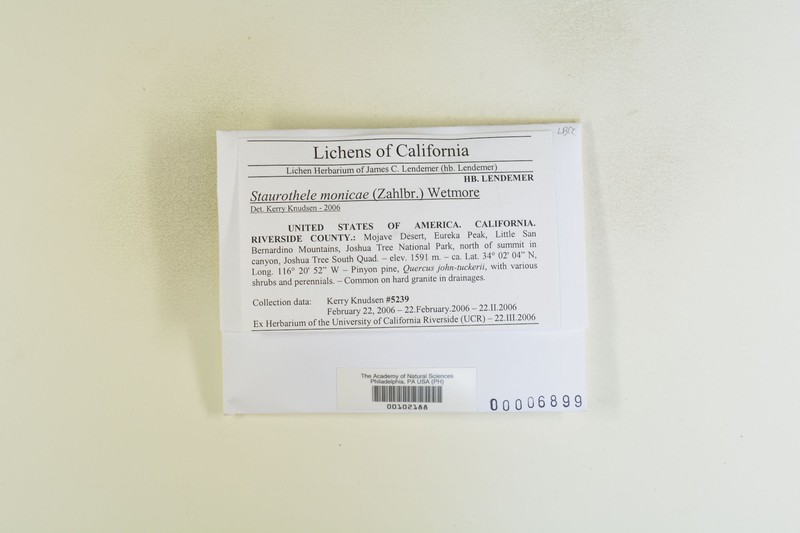 Staurothele monicae photo 4