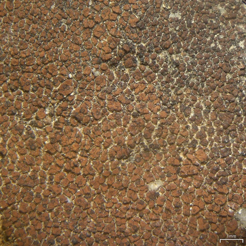 Staurothele polygonia