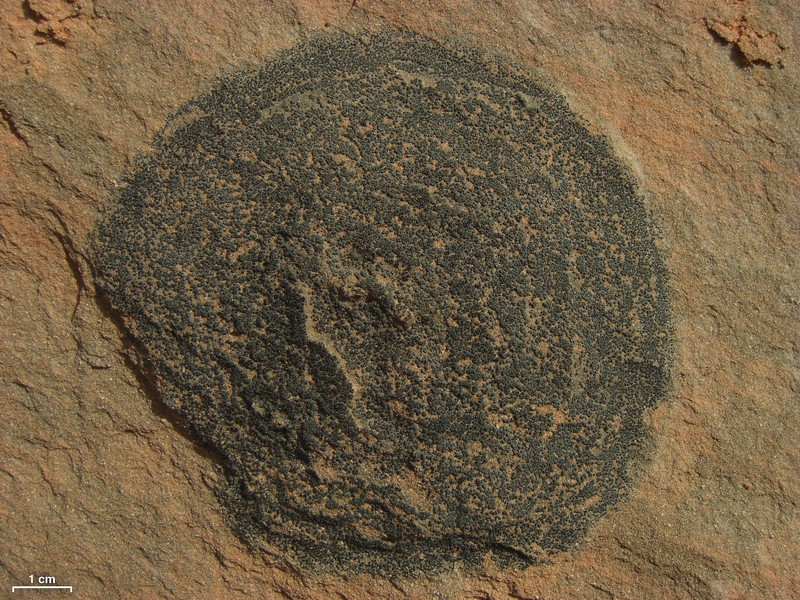 Staurothele rugosa